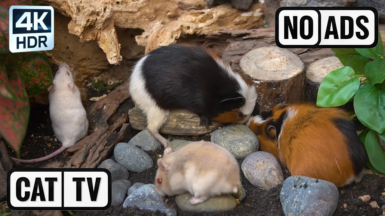 CAT TV 😺 Holiday Nature Feast: Acrobat Sugar Gliders & Busy Mouse Colony 🍎 4K HDR [NO ADS, NO AI]