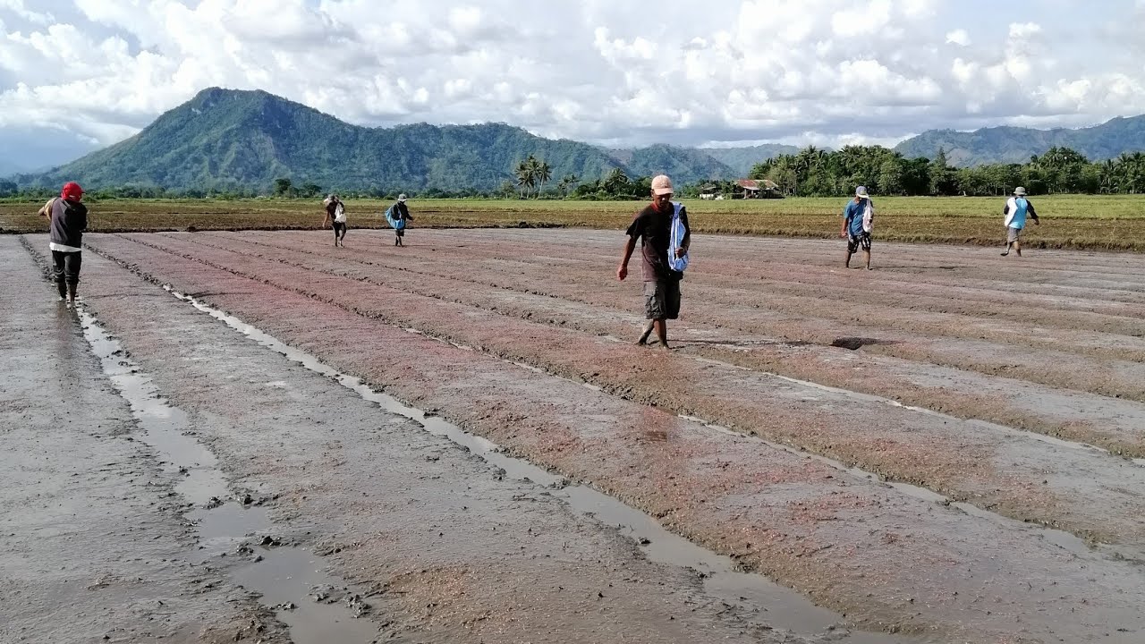 Bigante seeds preparation, Seed bed preparation and Sowing 🌱 | Valencia City Bukidnon |