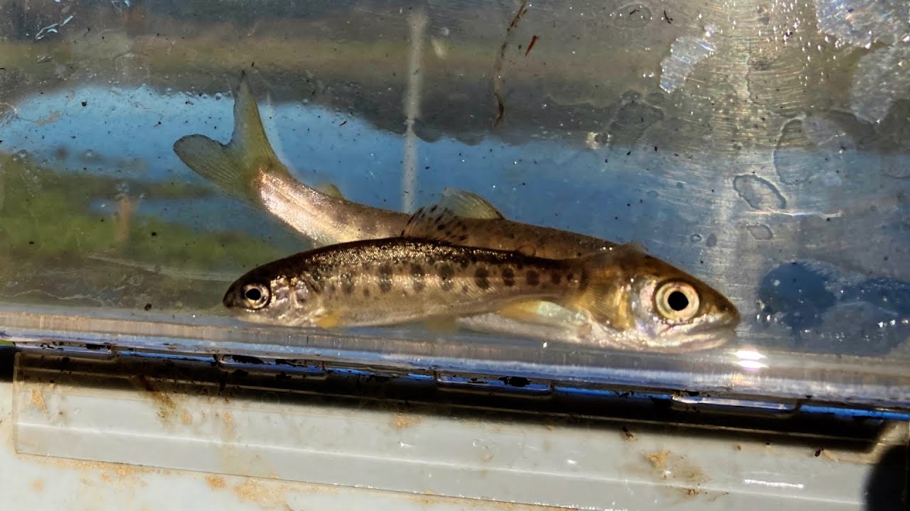 Lower Little River Off-Channel Coho Habitat Improvement ProjectFish: Monitoring Dec. 29, 2025