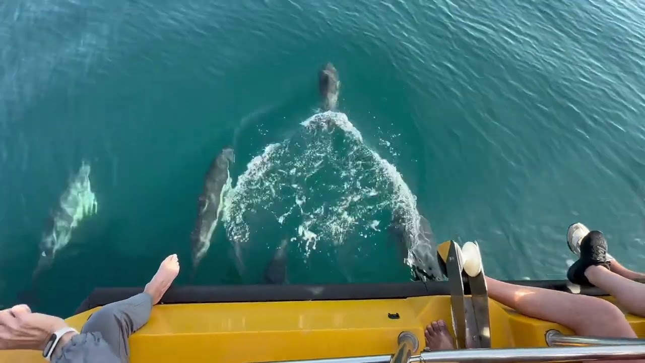 Ultimate World Cruise - Day 187 Gibraltar Dolphins