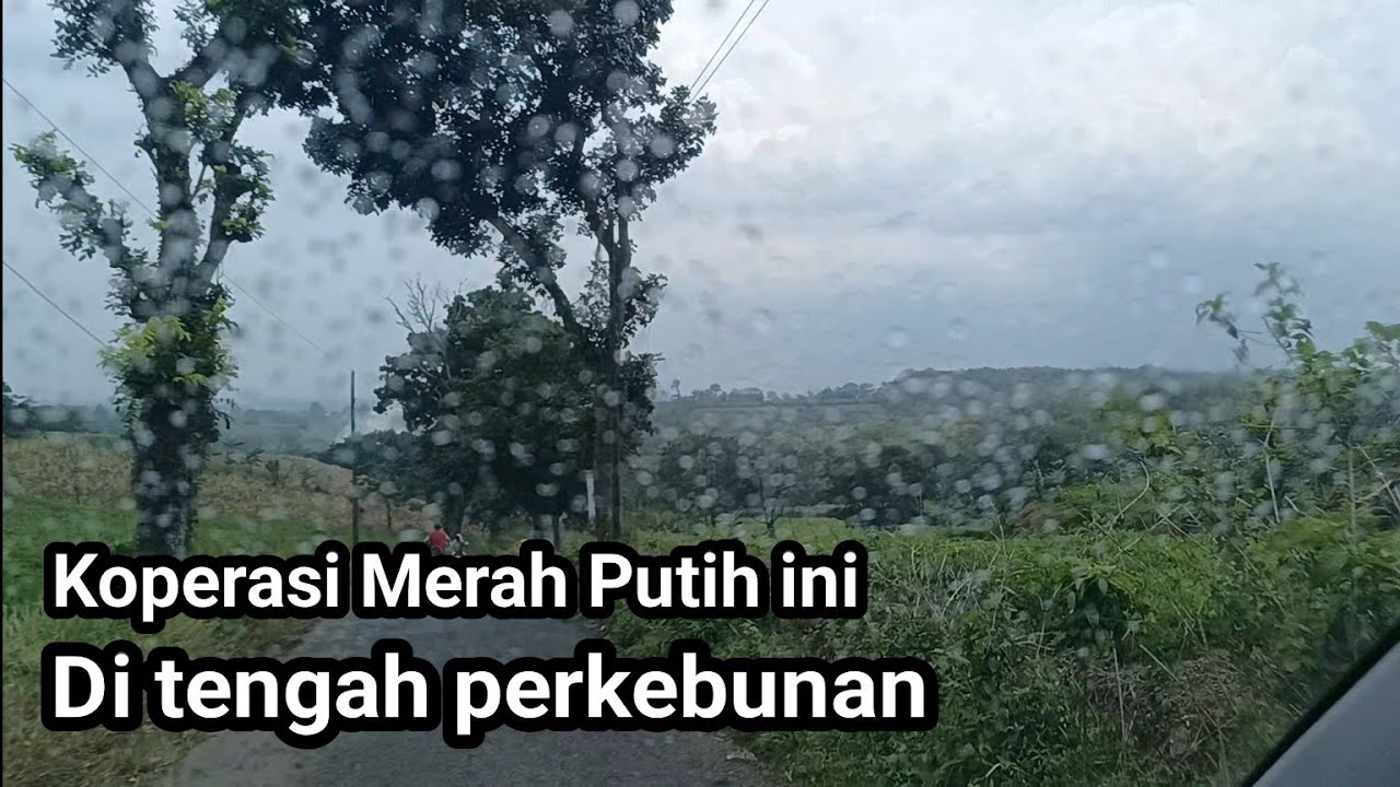 Ketemu Kperasi Merah Putih di tengah perkebunan 