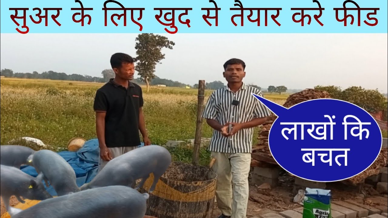खुद से फीड तैयार करे और बचाए लाखों रुपये |सुअर के लिए बेस्ट फीड? 