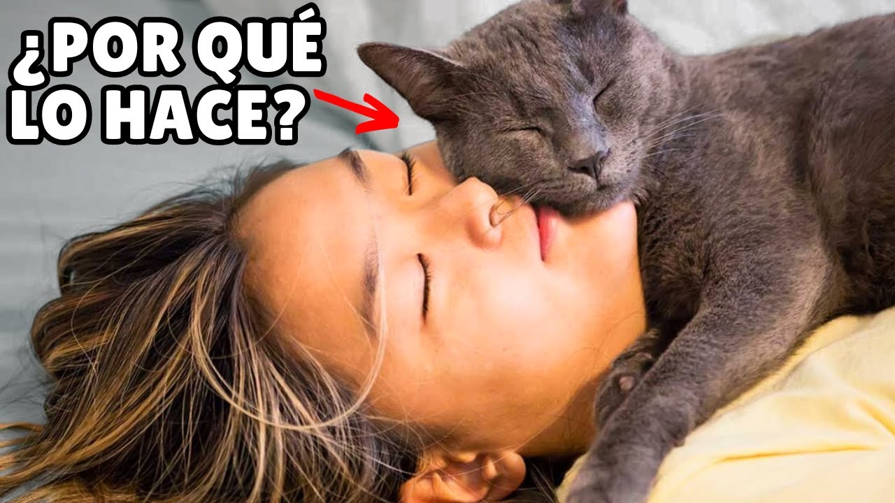 ¿Por qué mi gato DUERME ENCIMA DE MÍ?