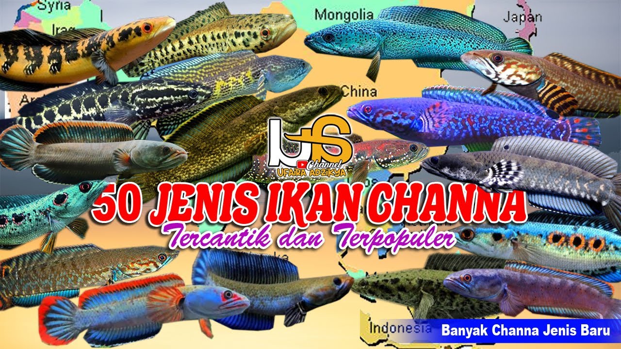 50 Jenis Ikan Channa, Tercantik dan Terpopuler 2025 | Harga Ikan Channa