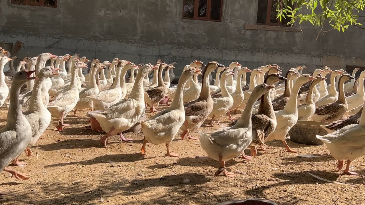 Goz boqib katta daromad olish yõllari.