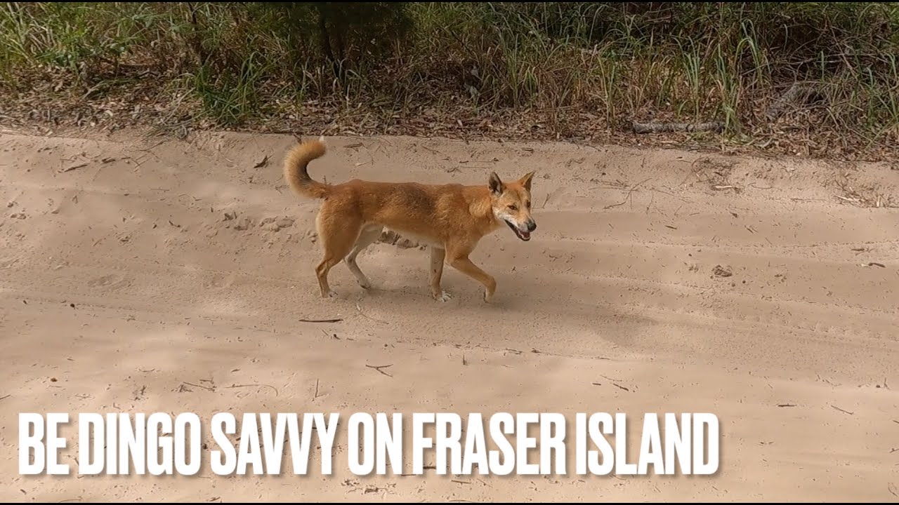 Dingoes on Fraser Island K'gari Ive Never seen so many in 30 years dominant and not scared of humans