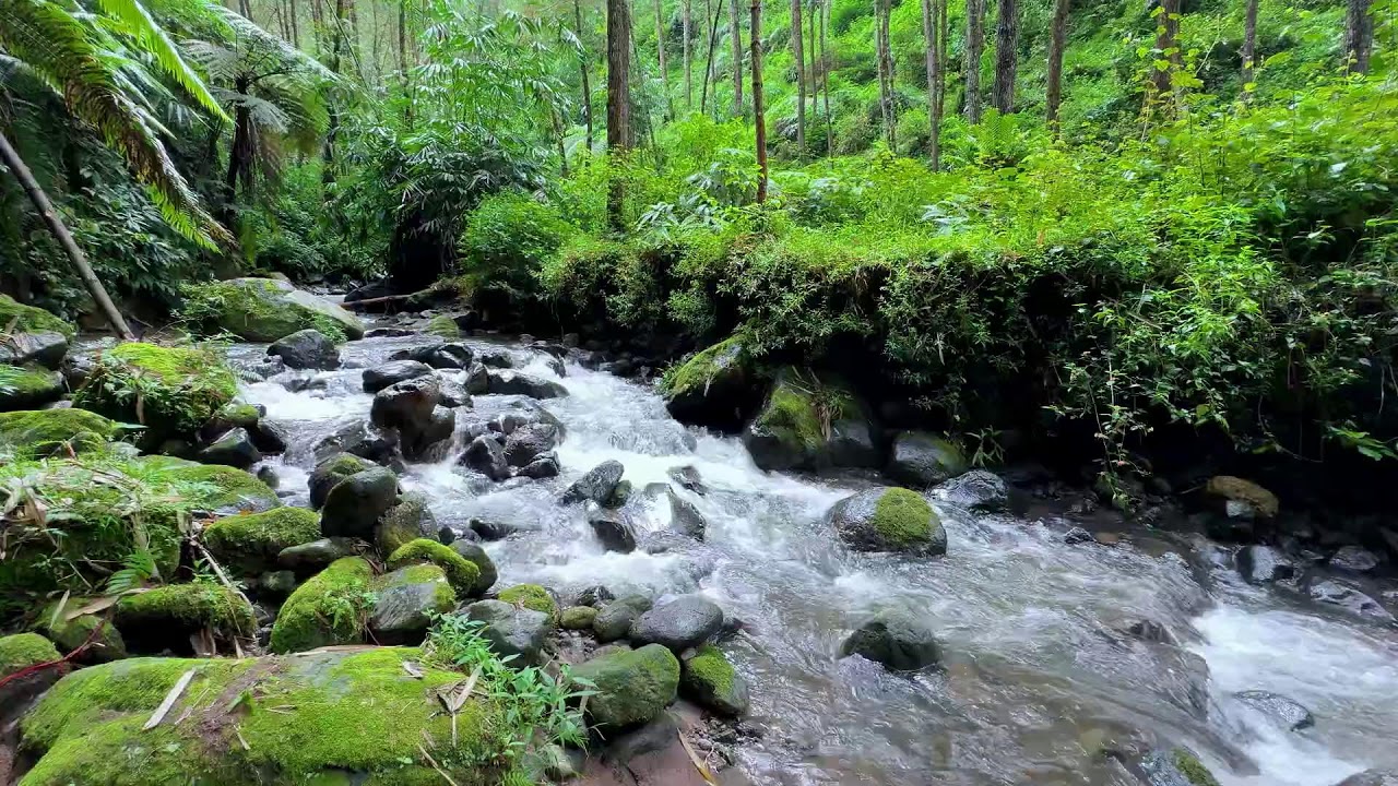 Nurture night breathing with calming river sound in forest daylight ensuring consistent sleep