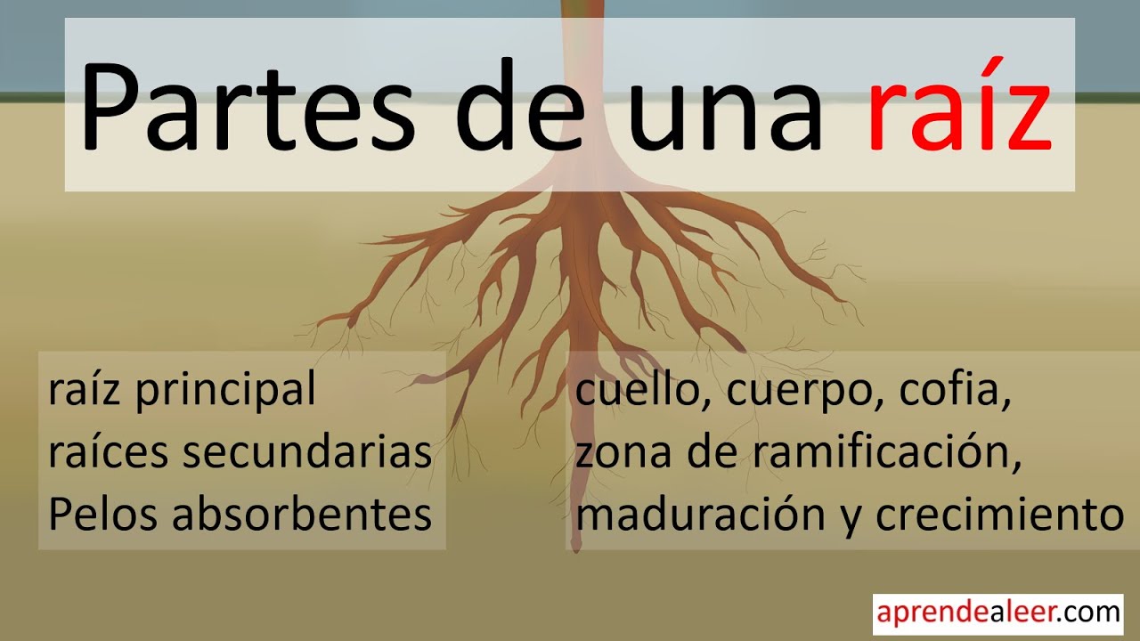Partes de la raiz de una planta para niños
