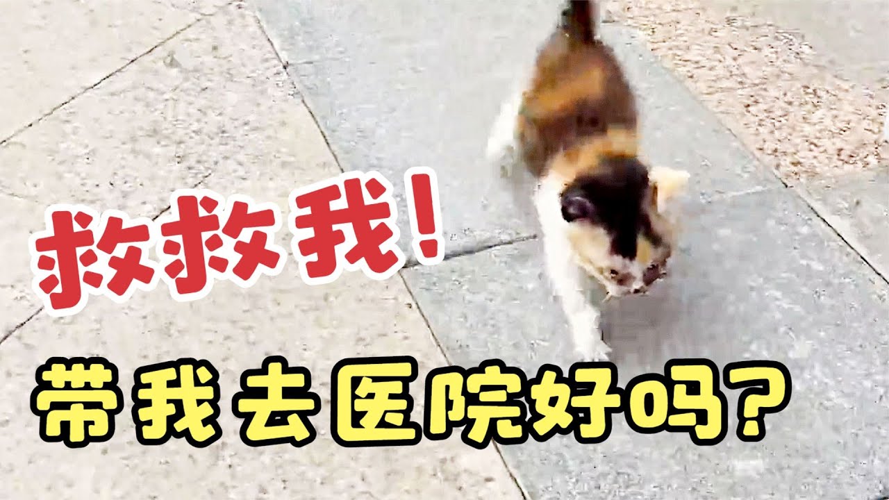 一隻小奶貓趴在門口求救，當聽到帶它去醫院時，它一路小跑緊緊跟隨，求好人心救救它！【#救助 #流浪貓 #喵星人 #貓 #流浪動物救助 #善良 #暖心 #正能量 #真實故事 #動物 #流浪貓救助 】