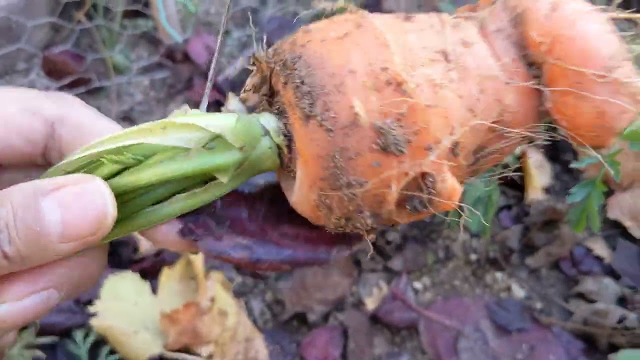 Last harvest in my mini garden