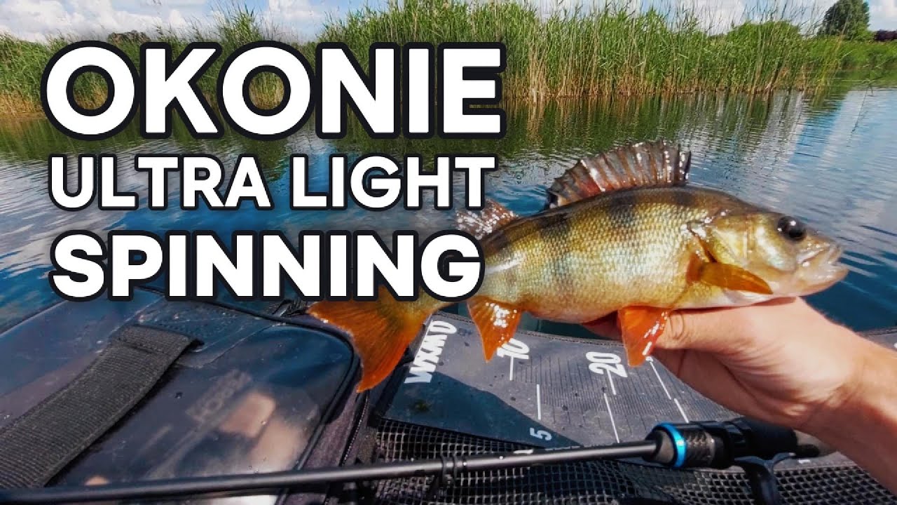 Jak łowić OKONIE w maju na UL spinning - BELLY BOAT