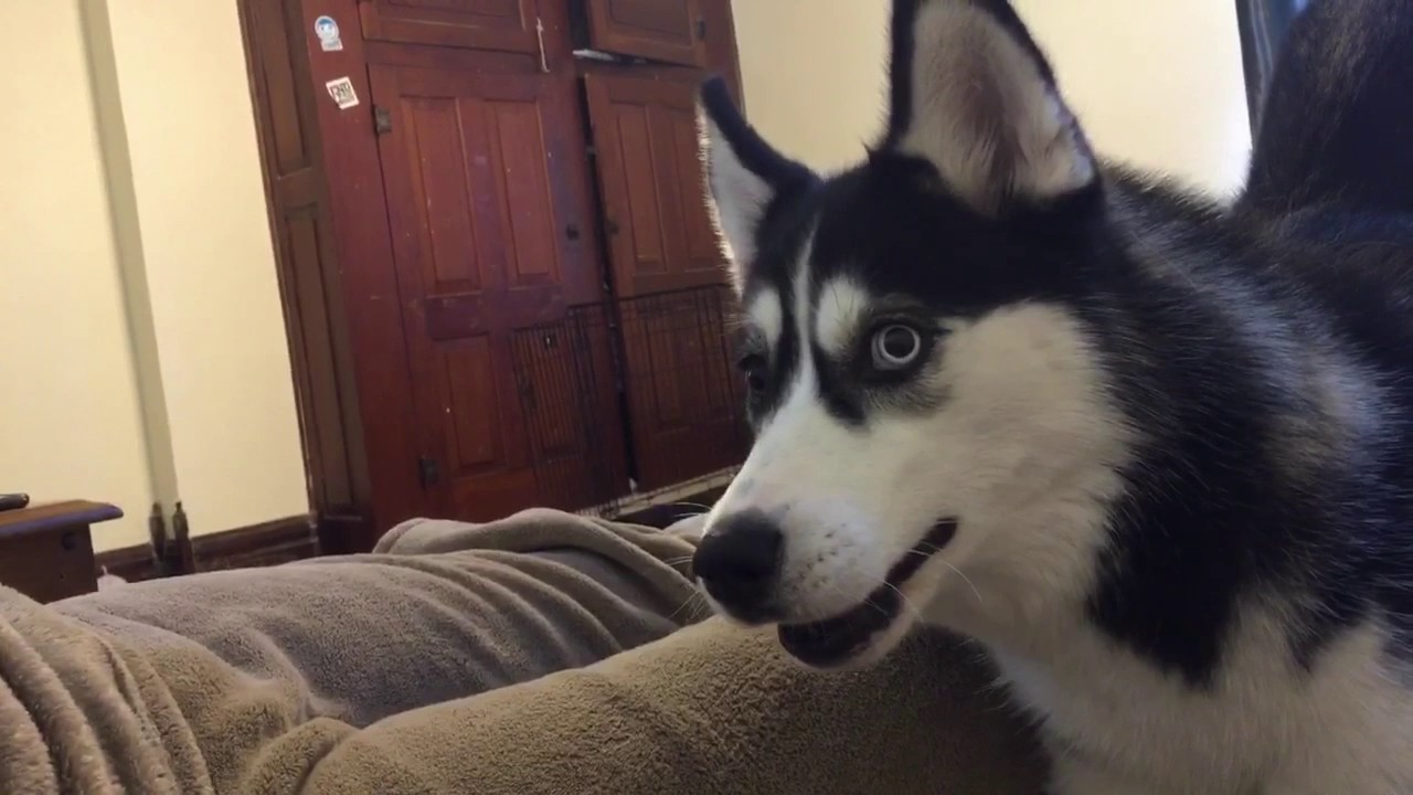 Everyone needs a husky! *PROOF*