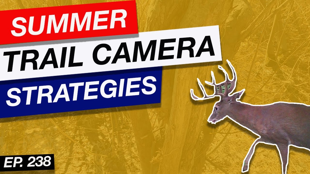 Best Summer Trail Camera Strategies