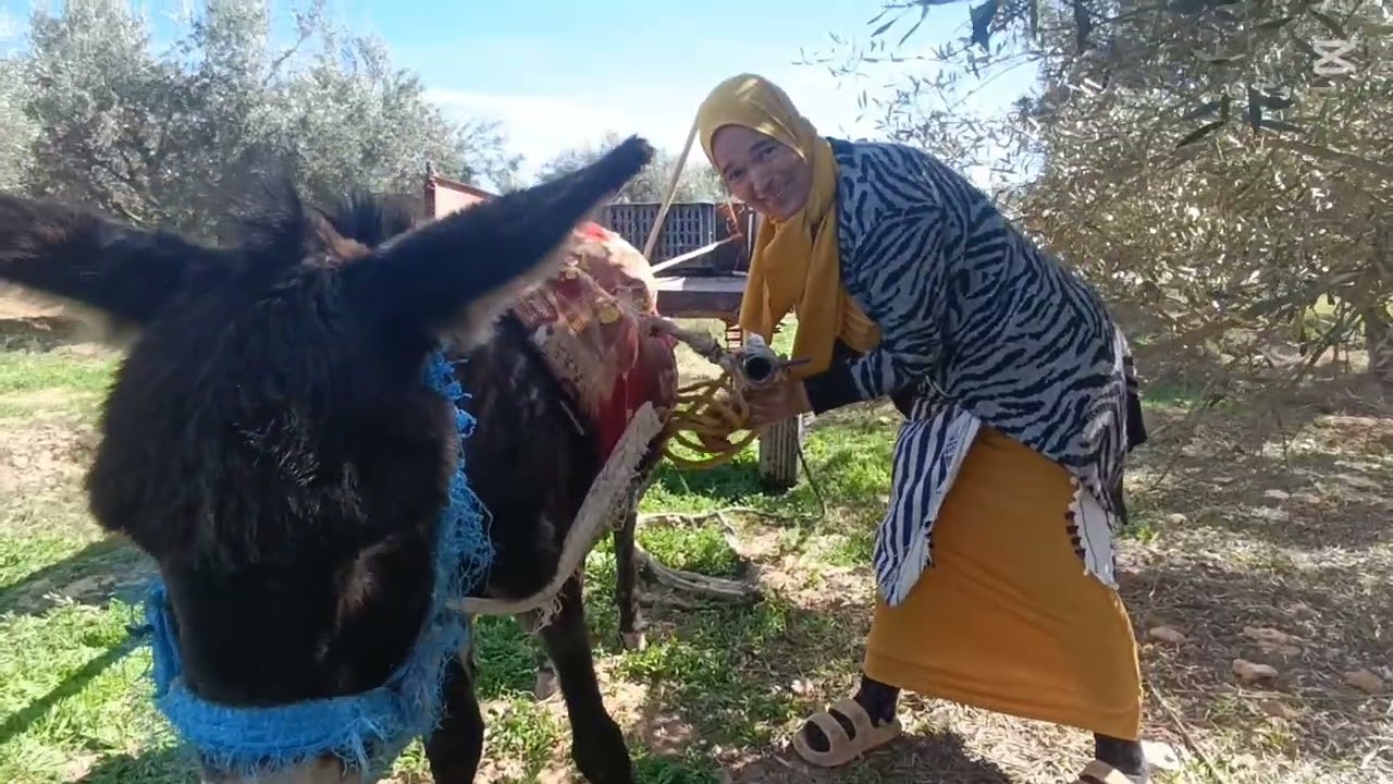 شاركت معكم الاعمال في الباديه بالحمار والكرويله