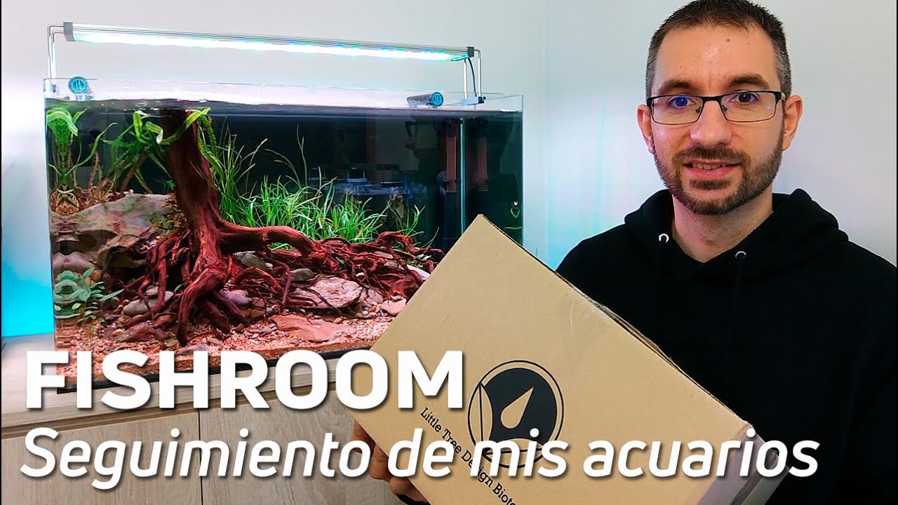 Plantamos el Nuevo Montaje del Acuario de 80 Litros | Seguimiento de mis 4 acuarios
