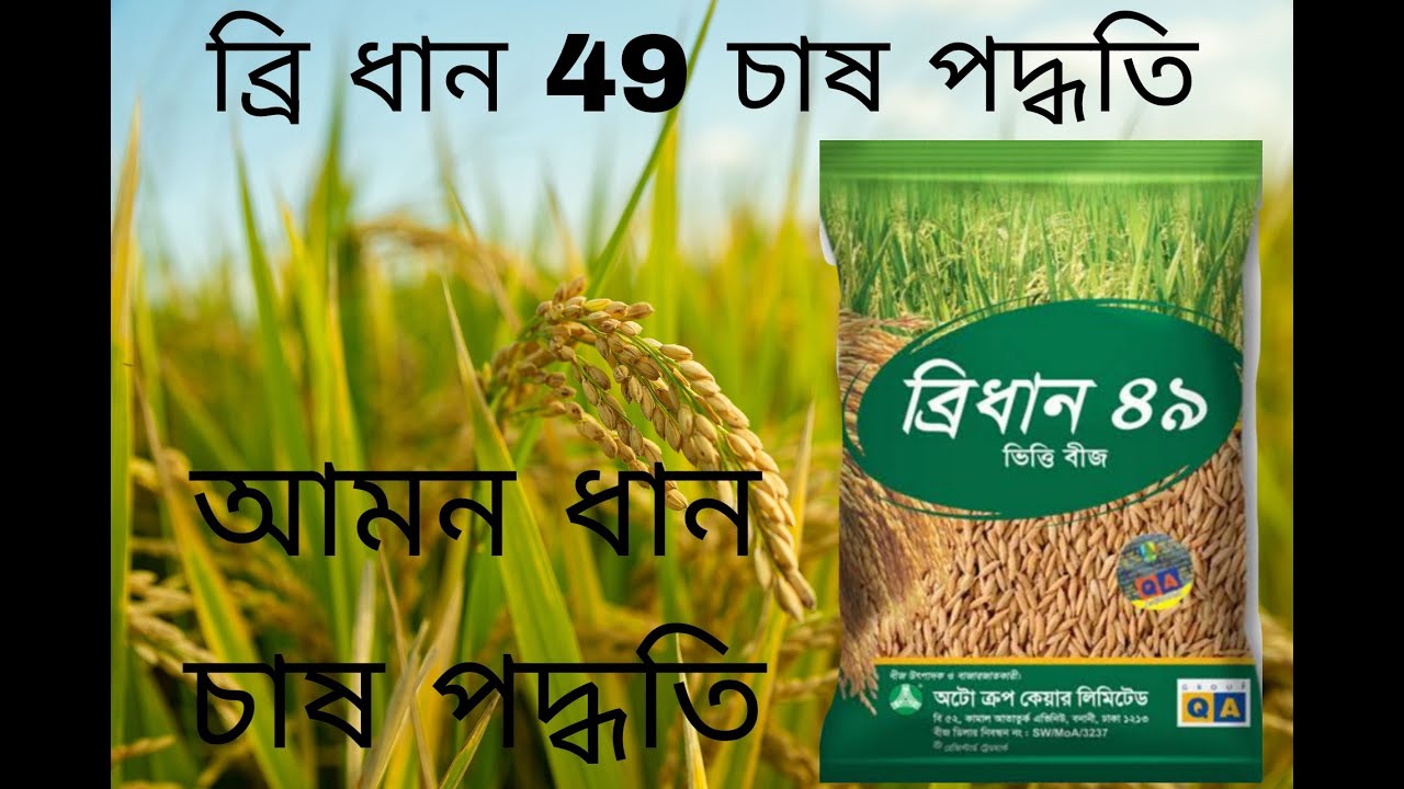ব্রি ধান ৪৯ চাষ পদ্ধতি