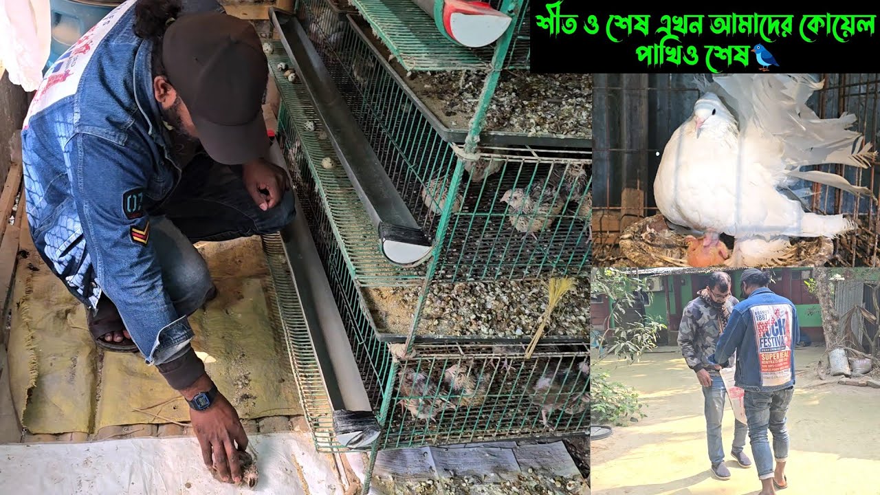 শীত ও শেষ এখন আমাদের কোয়েল পাখিও শেষ হবে। 🐦