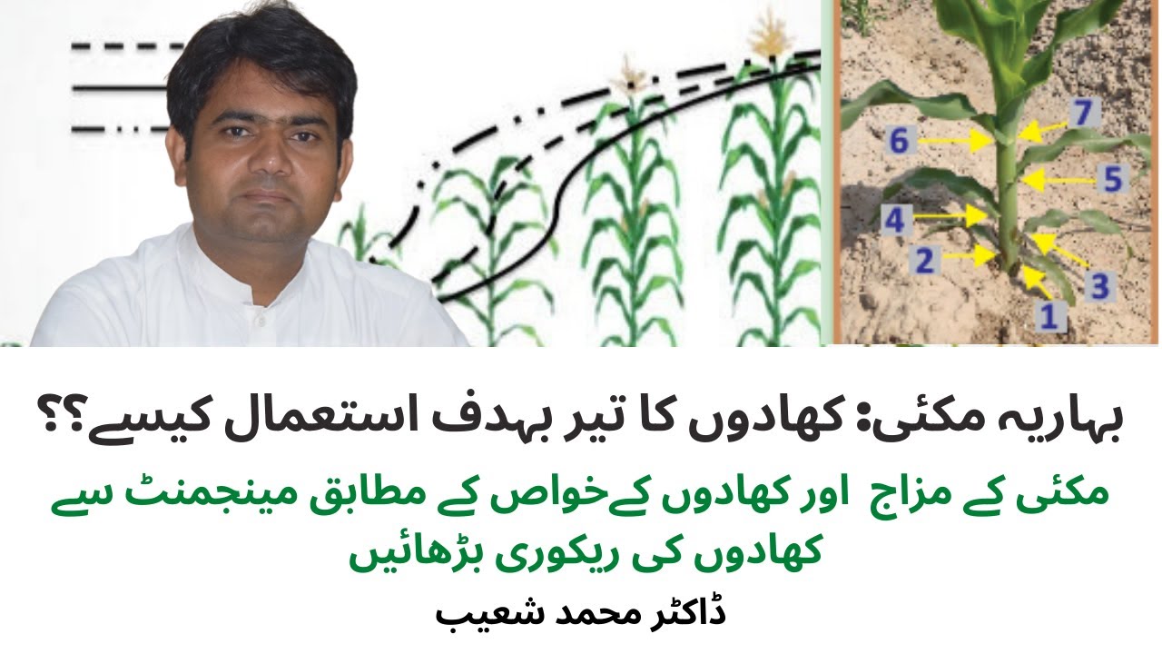 ٖSpring Maize Fertilizer Plan(مکئی میں تیر بہدف کھادوں کے پلان سے کھادوں کی زیادہ ریکوری ہوتی ہے)