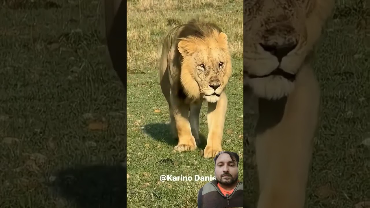 Bila Shaka Coalition 🦁 | Chongo, Kiok & Kibogoyo Rule Masai Mara, 