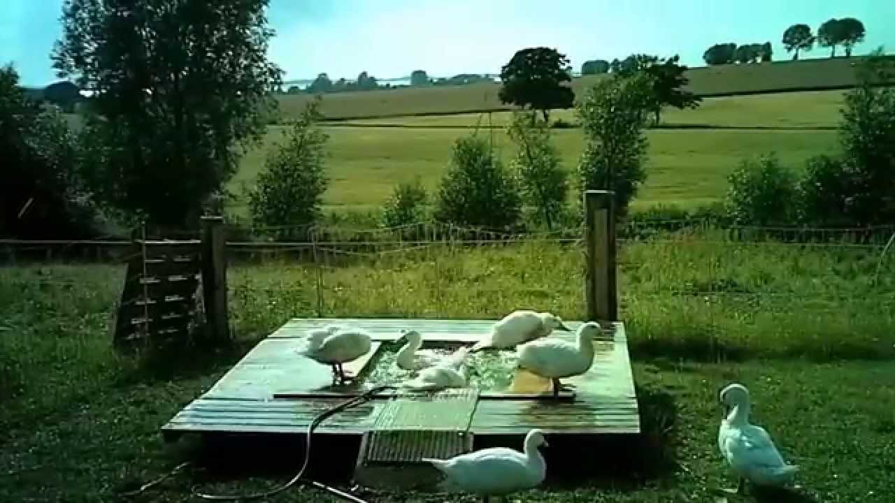 Badebecken  für Enten ! Mein Tip . 1000 Liter Tank