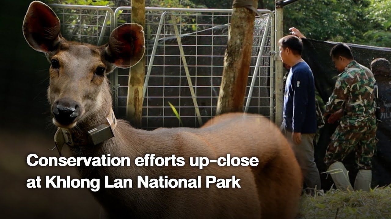 Conservation efforts up-close at Khlong Lan National Park