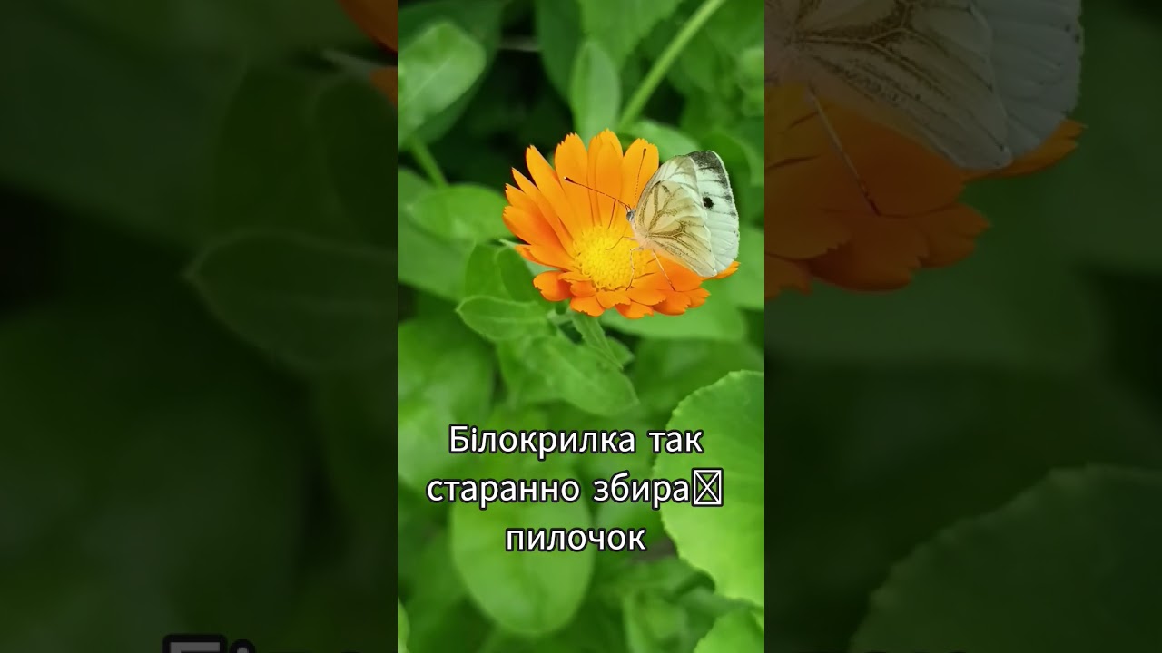 Метелик #butterfly #flowers #whitefly #insects #insectsukraine #nature #метелик #квіти #календула