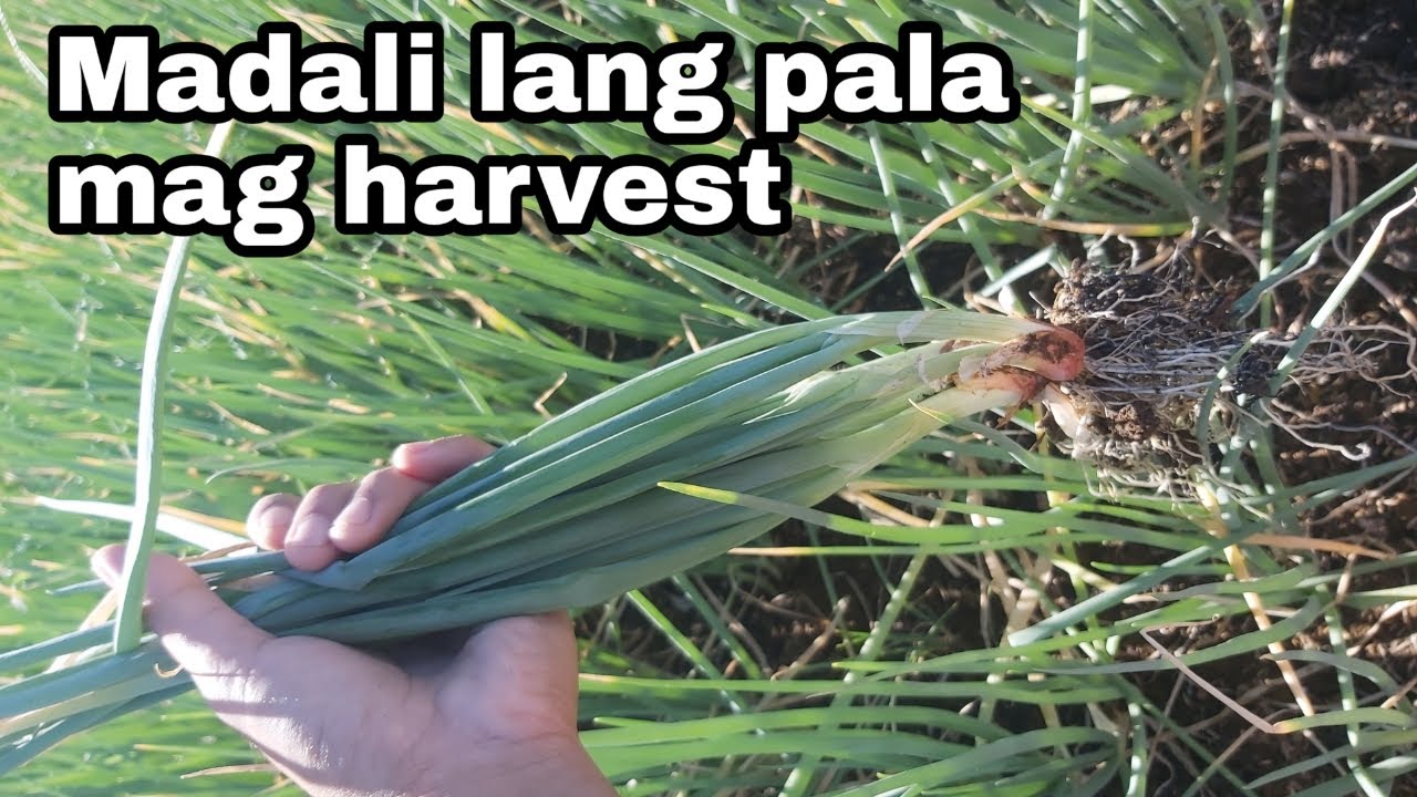 Sibuyas dahon tips sa pag harvest
