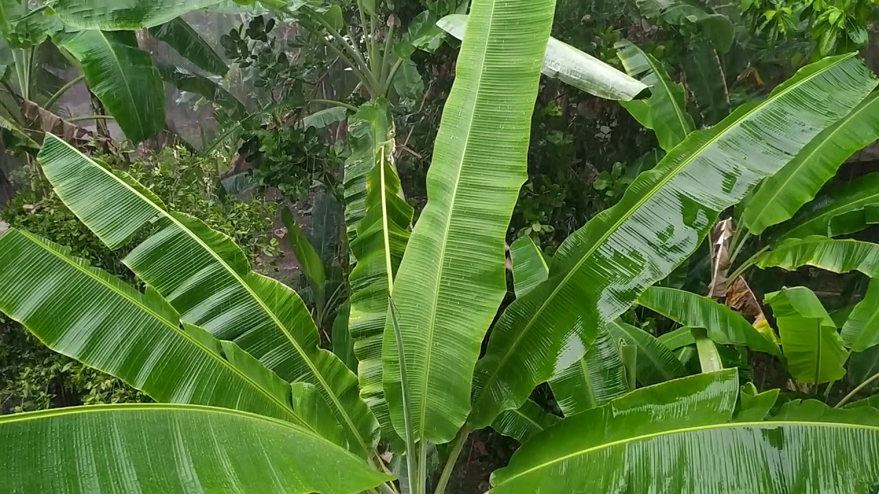 Rain water drops flowing on the banana leaves....mind relaxing video...