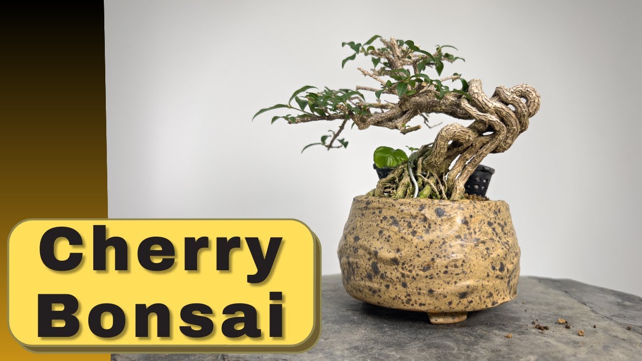 Cherry Bonsai Tutorial: From Start to Finish, Including Bonsai Pottery 李氏櫻桃從0開始