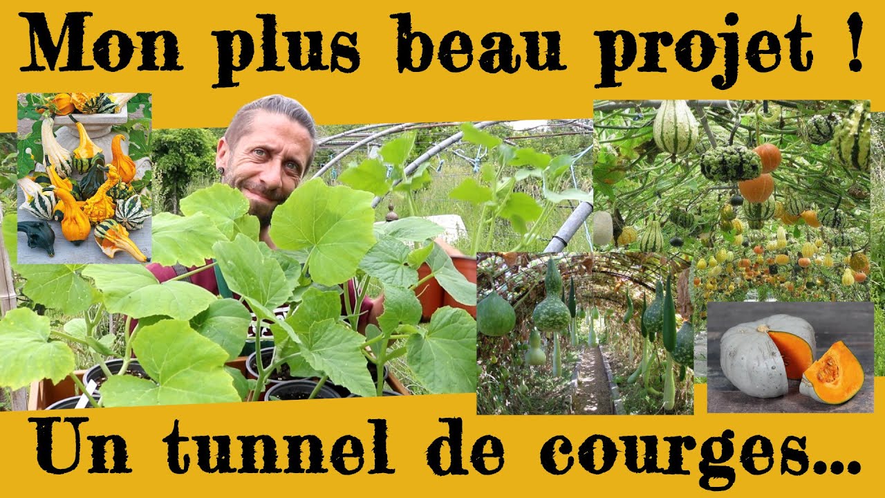Mon plus beau projet : Le tunnel à courges ! Comment le réussir !