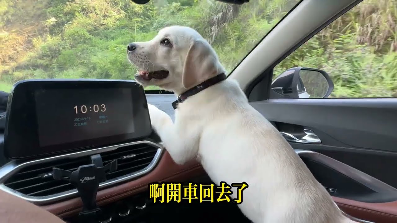 帶小狗去農村趕場，街道上很多流浪狗，一身髒兮兮的
