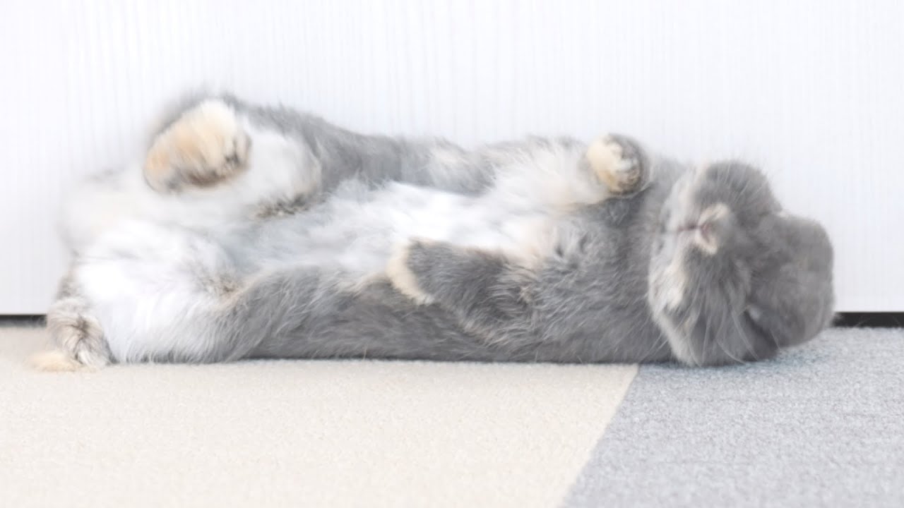 背中の換毛が気になってクネクネしてたら1回転のゴロンをしてしまったウサギ【No.1137】