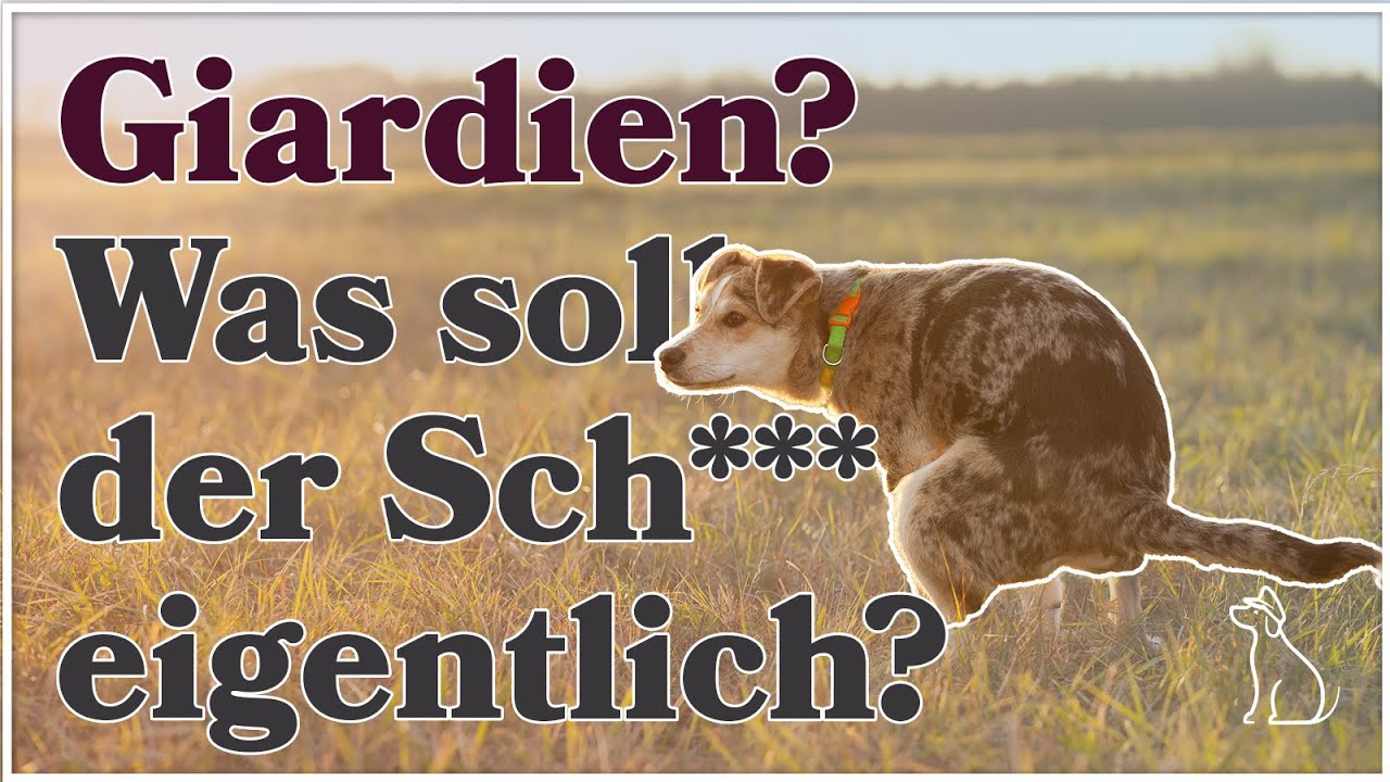 Giardien beim WELPEN ► Giardien Symptome und Giardien Behandlung ► WAS mache ich WENN...