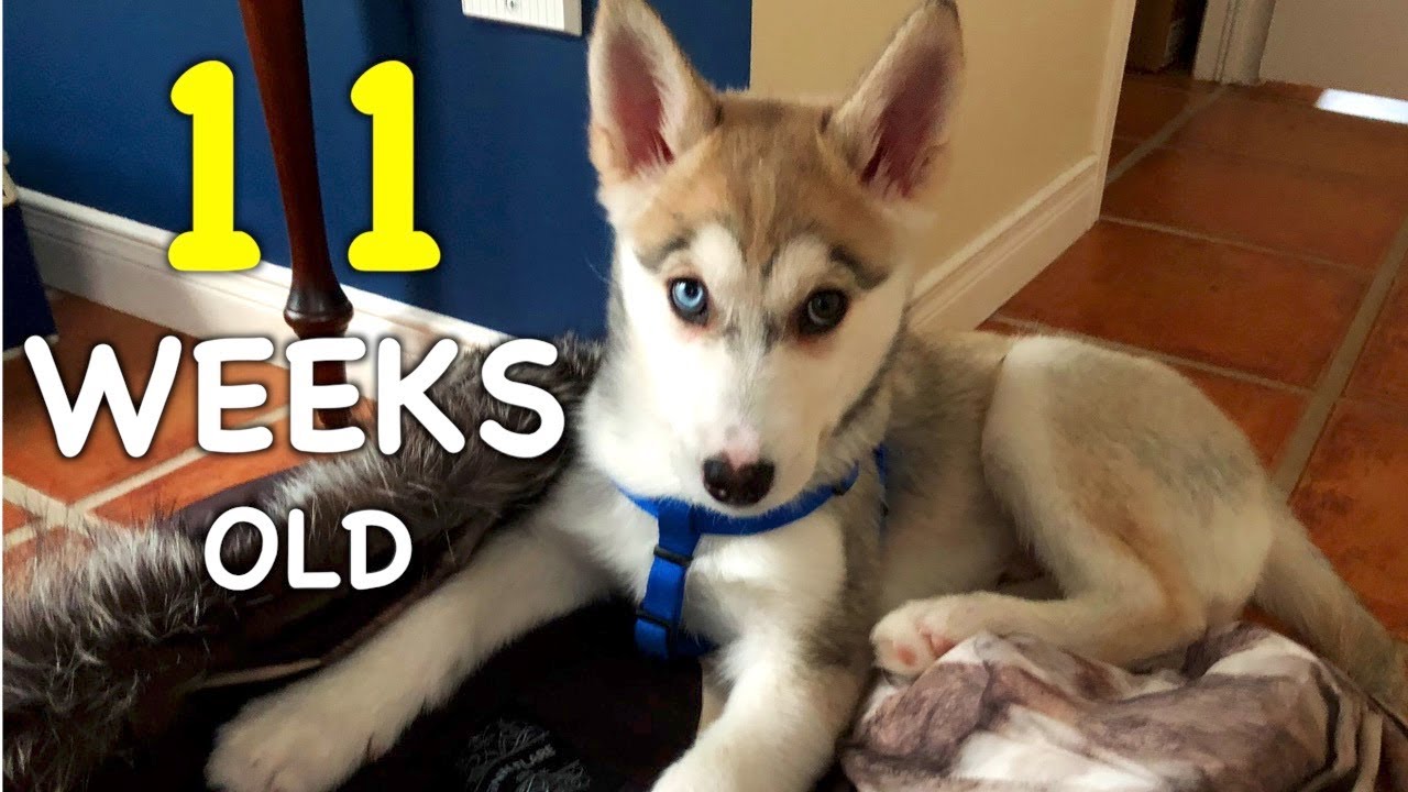 11 Weeks Old Siberian Husky Puppy: Day by Day ❤️