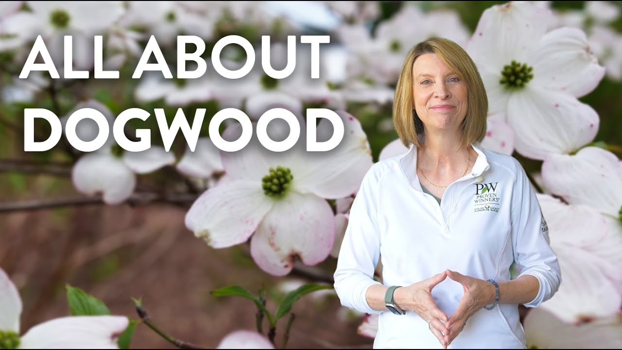 The Year of the Dogwood | The Ultimate Guide to Dogwood
