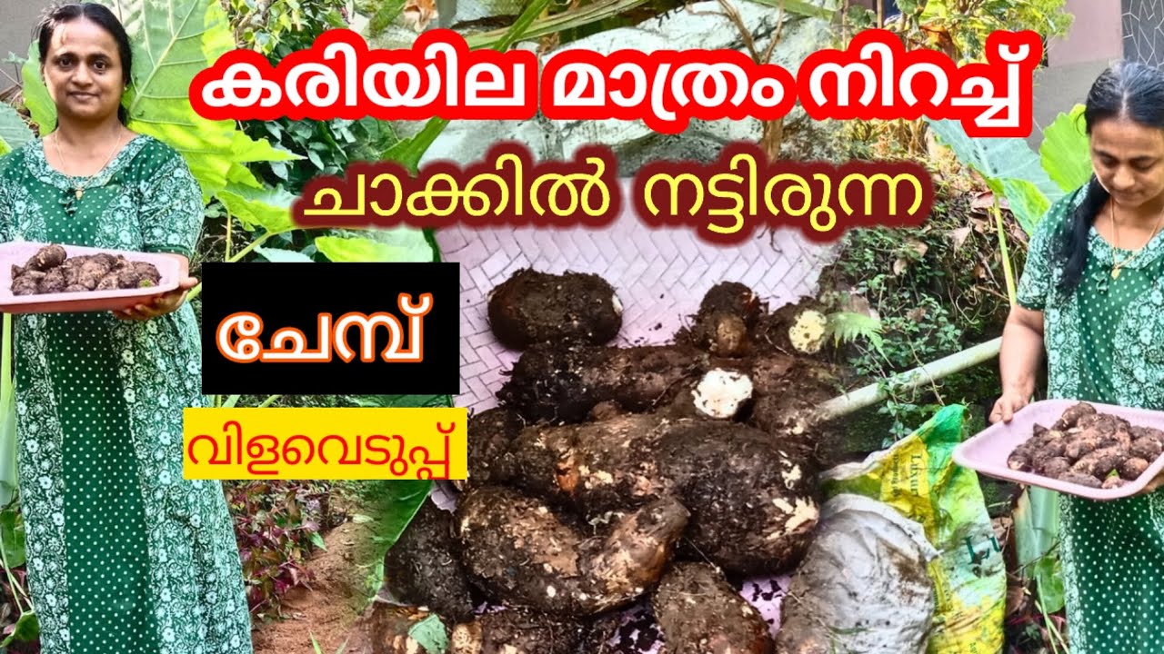 ചേമ്പ് വിളവെടുപ്പ് | കരിയില മാത്രം നിറച്ച് ചാക്കിൽ നട്ടിരുന്നത്