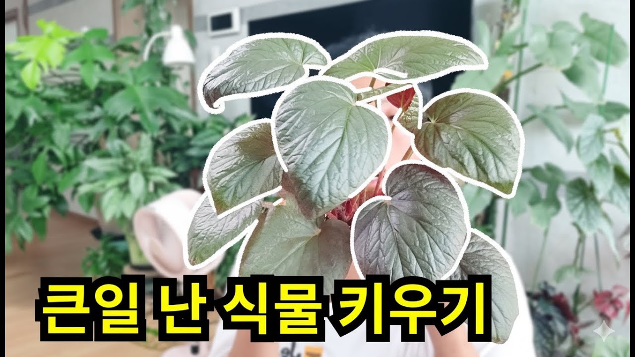 큰일 난 식물 키우기