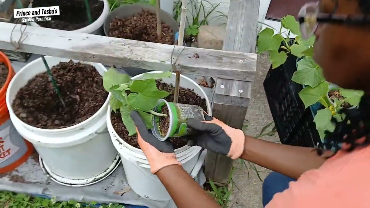 Growing Cucumbers from seed to harvest.  Prince and Tasha's garden paradise