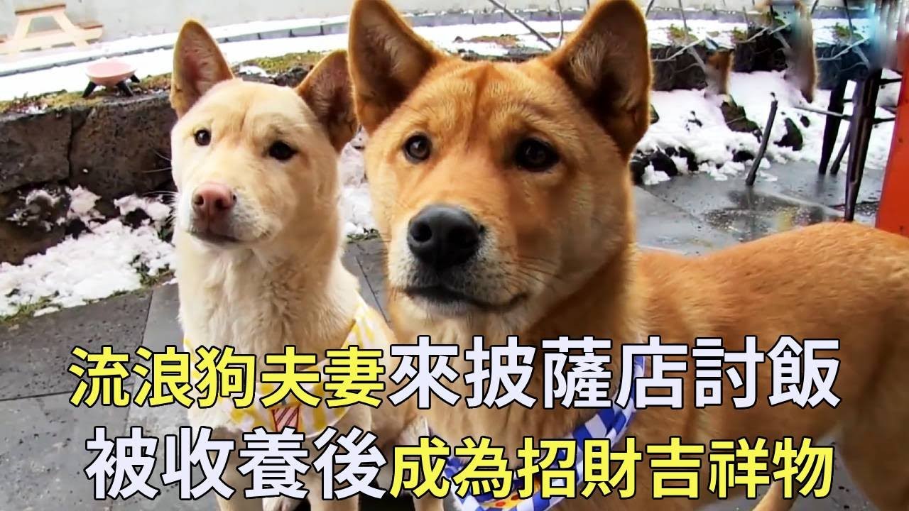 一對流浪狗夫妻來披薩店“討飯”，店主投餵後狗狗居然不走了，沒想到收養後生意從此火爆【小奶狗觀影】