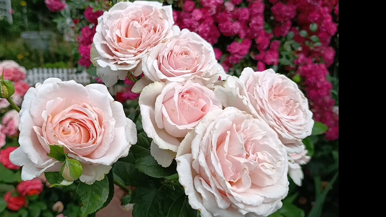 Розы цветут 🌼 ❤️❤️❤️