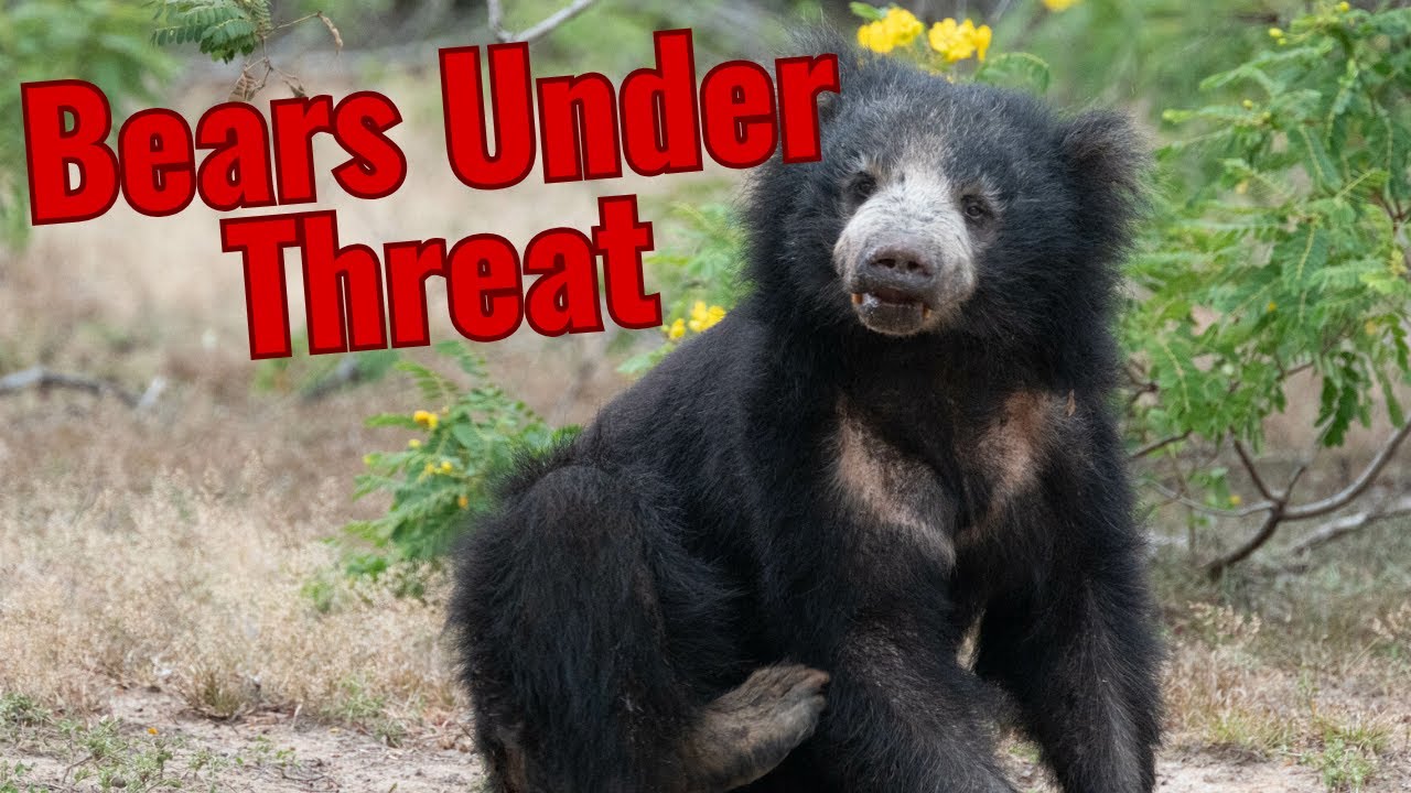 Asian Bears | Intelligent but Exploited