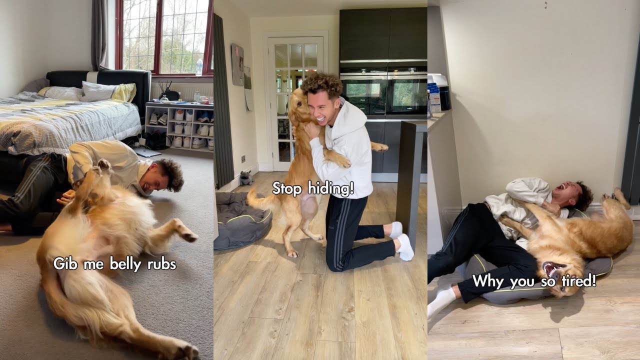 What Happens If You Annoy A Golden Retriever?