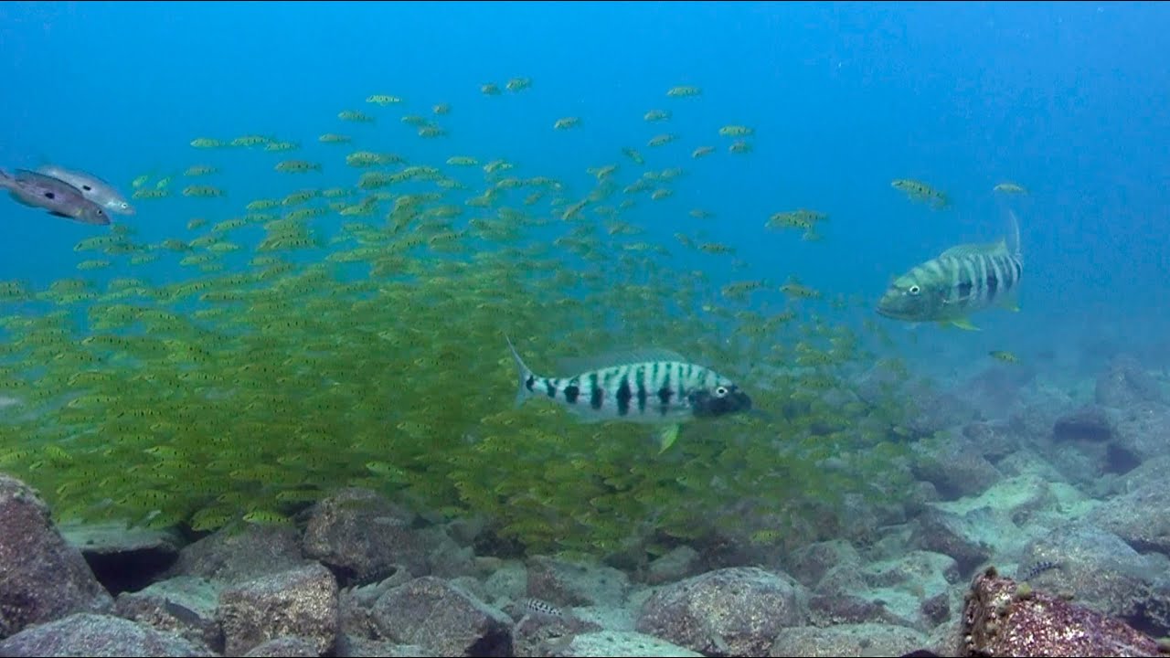 Boulengerochromis microlepis and their breeding behavior.