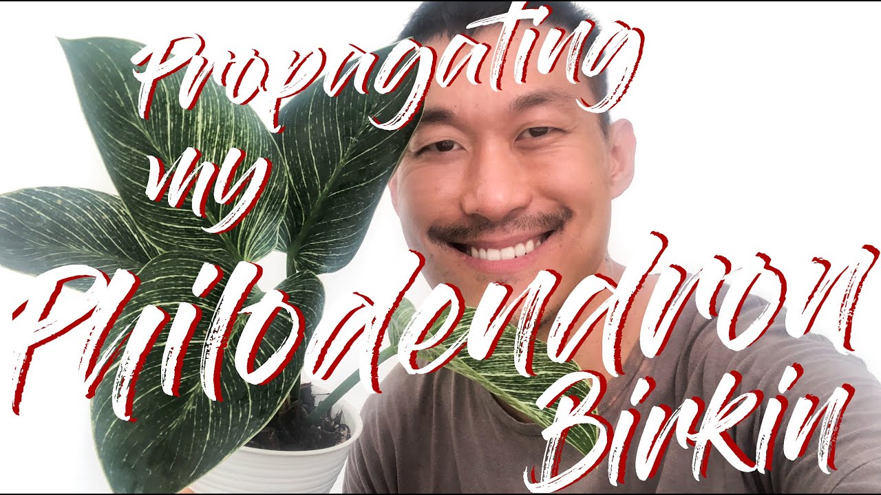 Philodendron birkin propagation in water and soil (with updates!)