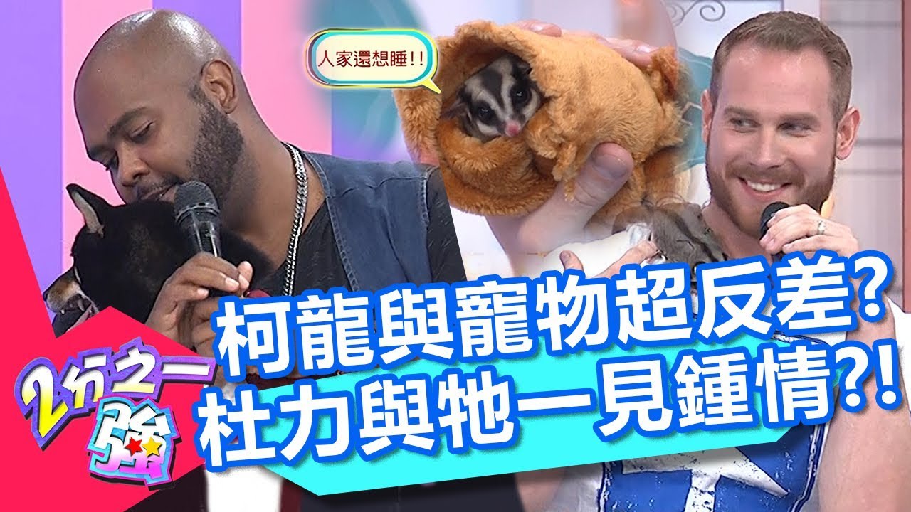 柯龍與寵物蜜袋鼯超反差？杜力對流浪貴賓一見鍾情？卻讓家中黑柴吃醋了？！【2分之一強】20200527 part2/4 EP1295 杜力 夢多