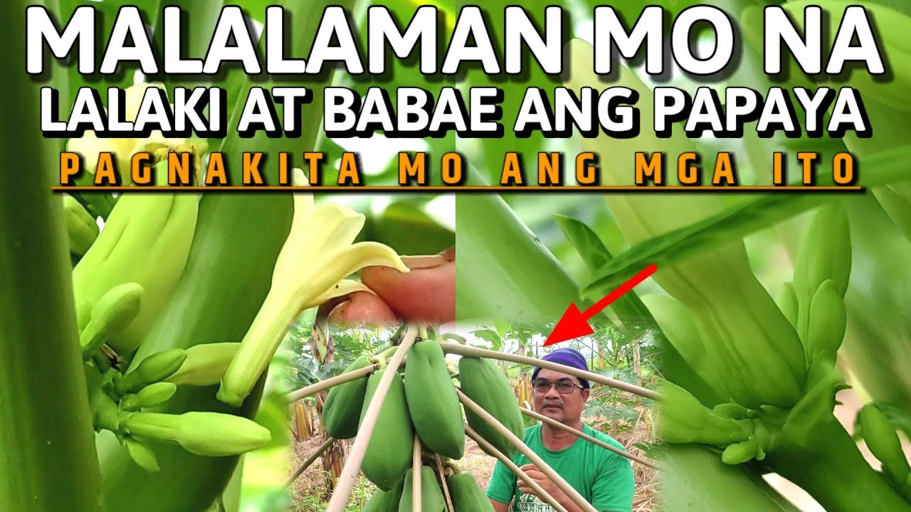 PAANO MALAMAN KUNG BABAE O LALAKI ANG BULAKLAK NG PAPAYA | D' GREEN THUMB