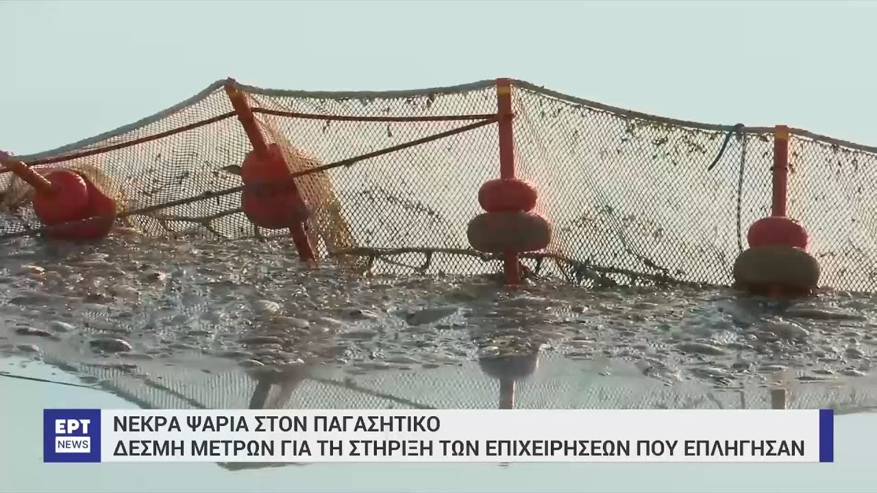 Νεκρά ψάρια στον Παγασητικό: Ολοκληρώνεται η διαδικασία καθαρισμού | 02/09/2024 | ΕΡΤ
