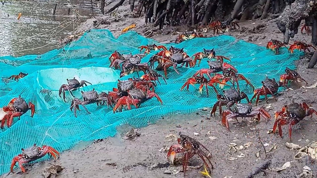 GRANDE CARDUME DE ARATU NA ARMADILHA! (VEJA O RESULTADO)