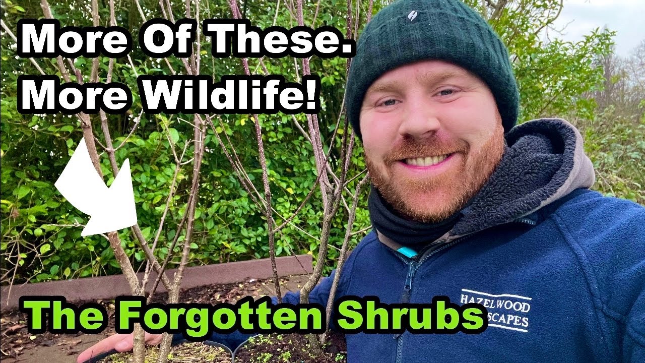 Why Your Garden NEEDS More of These - The Forgotten Shrubs