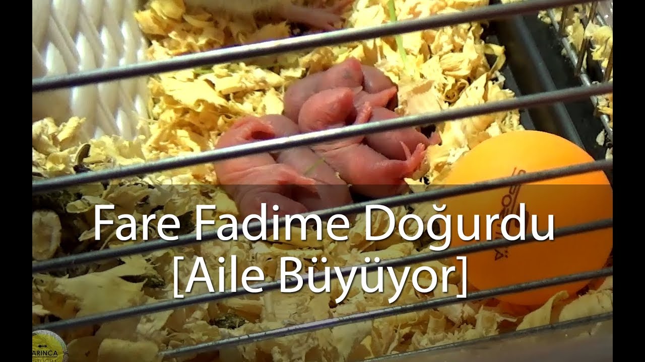 Fadime Doğurdu - Aile Büyüdü / 14 günlük süreç